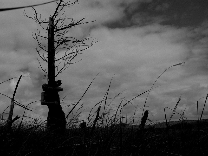 The Thicket 
